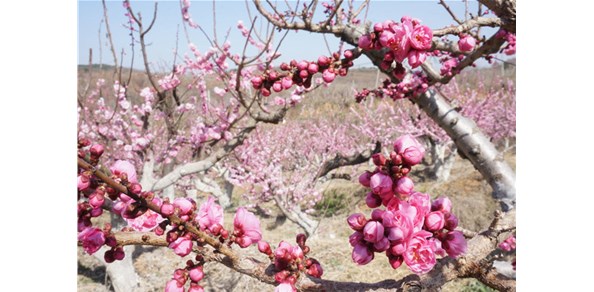 美到窒息！棲霞千畝梅花谷，暗香浮動醉游人