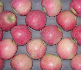 新紅星蘋(píng)果